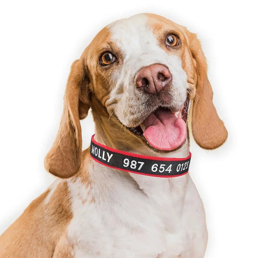 Embroidered Dog Collar Personalized Free Customization