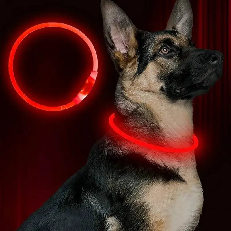Illuminate Night Walks with LED Dog Collar for Safety