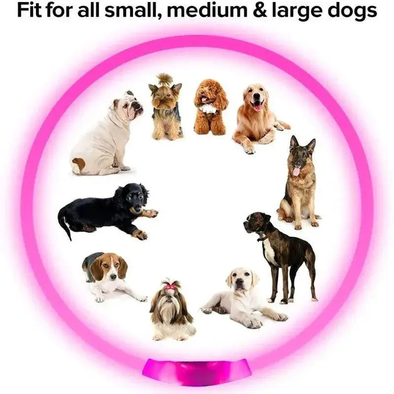 Illuminate Night Walks with LED Dog Collar for Safety