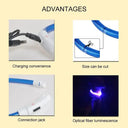 Bright Night Safety Dog Collar for Walks