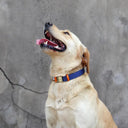 Free Engraving Leather Dog Collar for Id