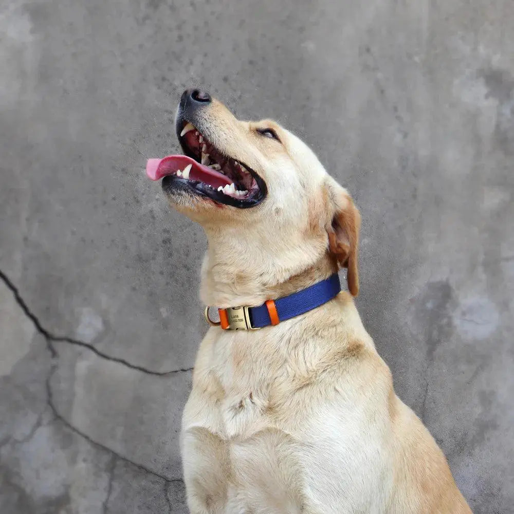 Personalized Leather Dog Collar With Free Engraving And Id
