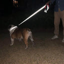 Night Visibility Dog Leash for Walkers