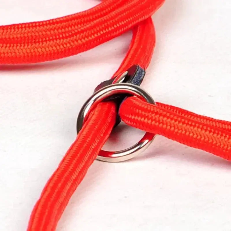 Golden Teddy Chain Collar Leash Set For Large Dogs