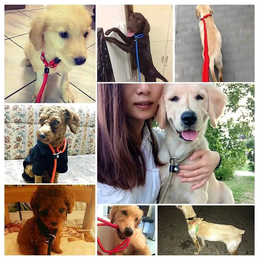 Golden Teddy Chain Collar Leash Set For Large Dogs