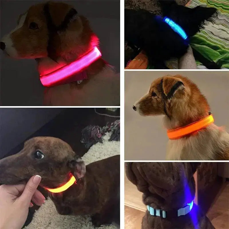 Illuminated Dog Collars For Nighttime Safety And Visibility