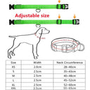 LED Light Up Dog Collar Customizable Night Safety Waterproof