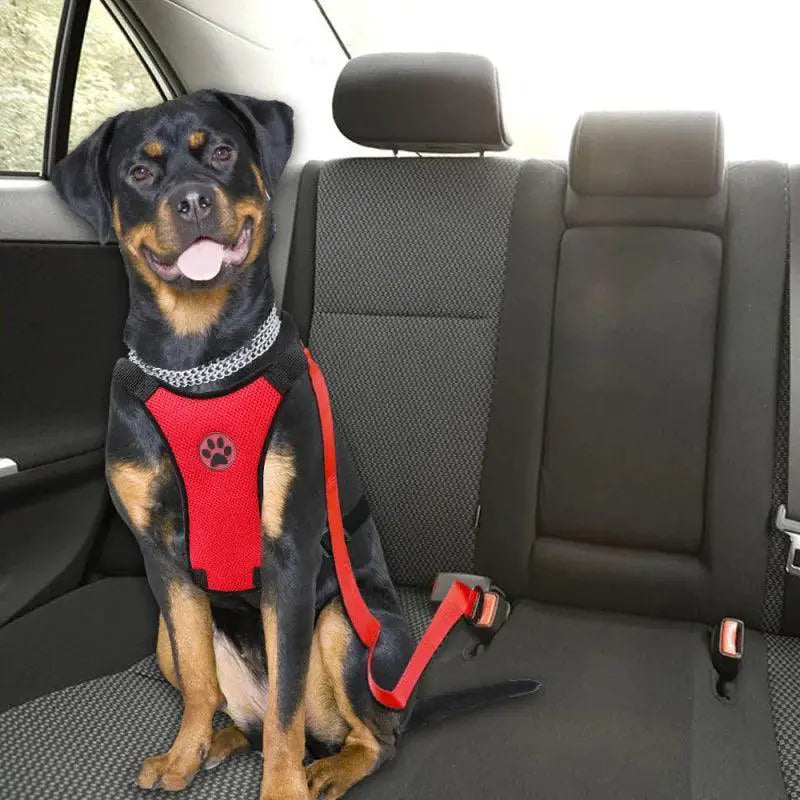 Adventure Dog Harness And Leash Set Outdoor Safety Upgrade