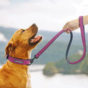 Luxury Leather Dog Collar with Nameplate