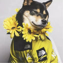 French Bulldog Raincoat Keeps Dry for Walks