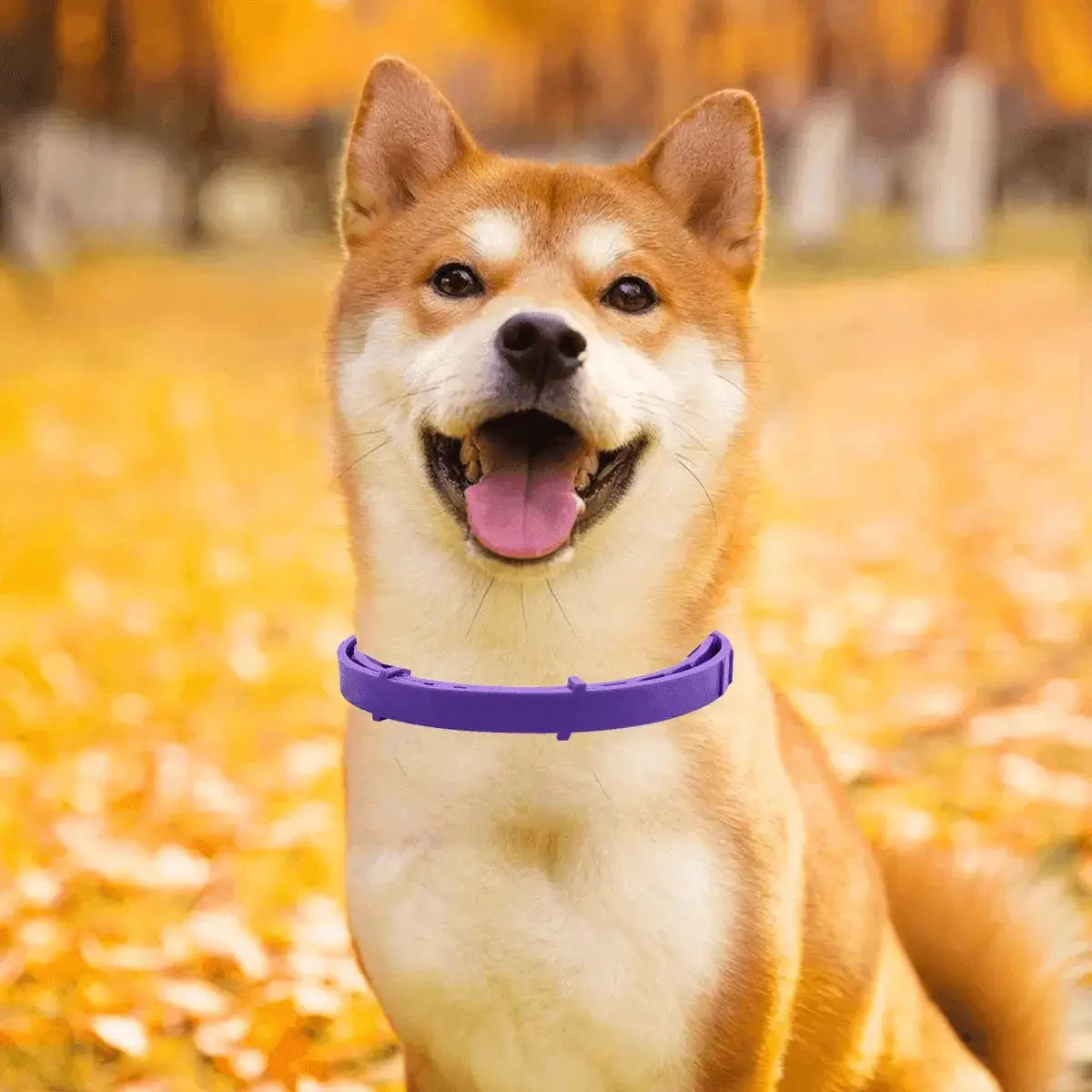 Advanced Flea Tick Collar for Small Pets Adjustable