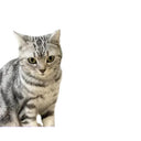 Cat Self Groomer Tool for Catnip Massage