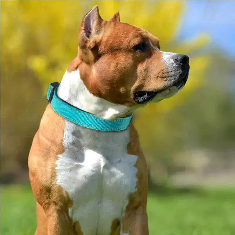 Reflective Neoprene Padded Dog Collar for Medium Large Pets