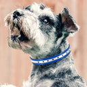 Reflective Dog Collar for Outdoor Safety