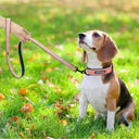 Comfortable Leather Dog Collar For Walks