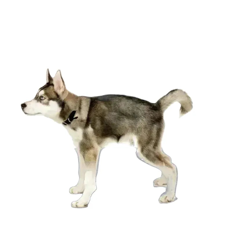 Durable Dog Pee Pad Blanket for Training — product view 1