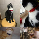 Cat Collar With Bell Safety Breakaway Design For Pets