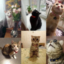 Cat Collar With Bell Safety Breakaway Design For Pets