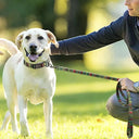 Durable Dog Collar Set for All Breeds