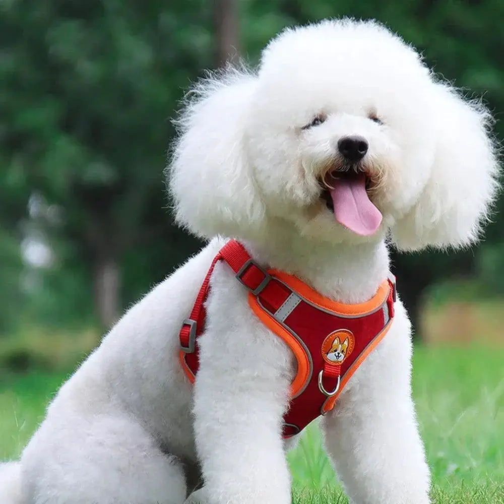 Innovative Dog Harness Set No Pull Safety Solution for Walks