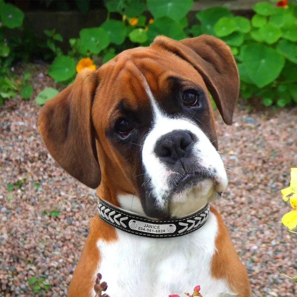 Personalized Braided Leather Dog Collar With Name Plate