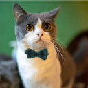 Charming Breakaway Bow Tie Cat Collar With Bell Safety Style