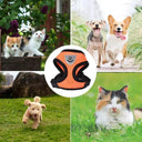 Comfortable Small Dog Harness for Walks