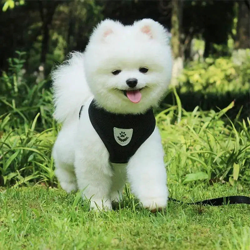 Breathable Nylon Mesh Harness With Leash For Small Dogs