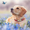 Personalized Leather Padded Dog Collar With Free Engraving