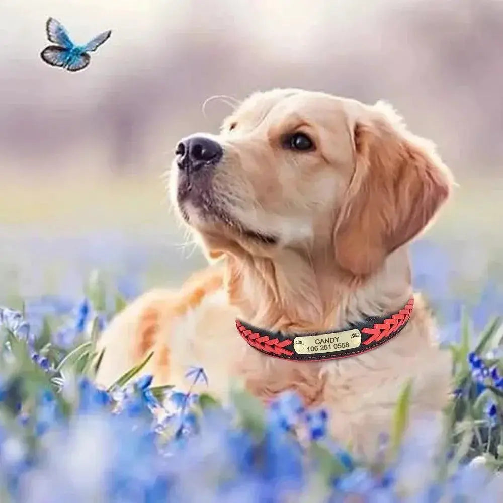 Personalized Leather Padded Dog Collar With Free Engraving - OurLum.com