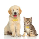 Engraved Pet ID Tag for Cats and Dogs