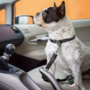 Dog Safety Belt Set Elastic Bungee Reflective Design