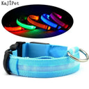 Safe Night Walks Led Glow Dog Collar