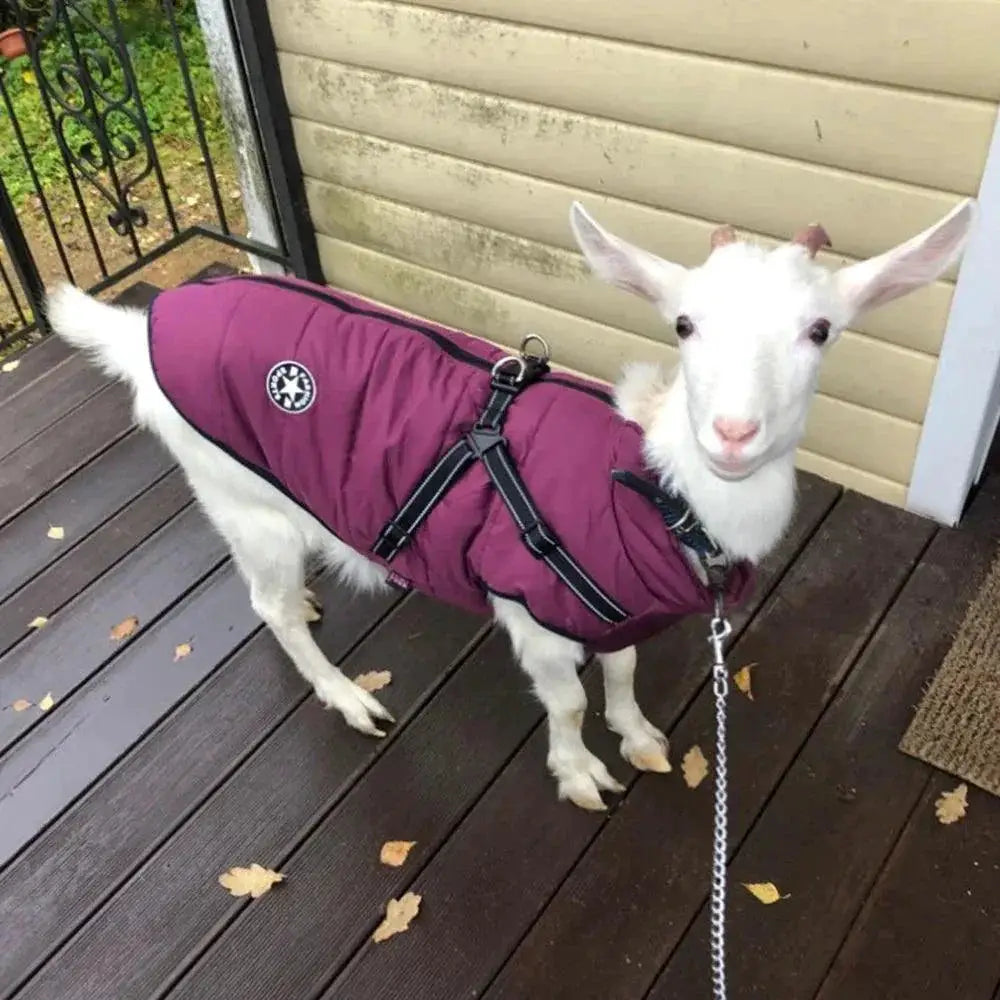Winter Dog Jacket With Harness Waterproof Reflective Cozy