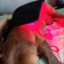 Pain Relief Dog Red Light Therapy Pad