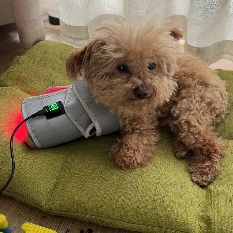 Pain Relief Dog Red Light Therapy Pad