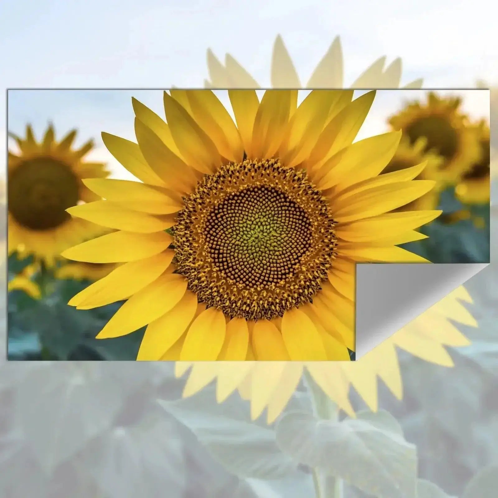 Projection Screen Fabric Brightness Enhancement for Viewing