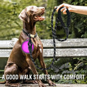 Reflective Nylon Leash for Night Walks