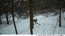 Night Vision Trail Camera for Hunters