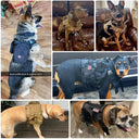 Durable Dog Harness for Active Walks