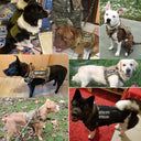 Durable Dog Harness for Active Walks