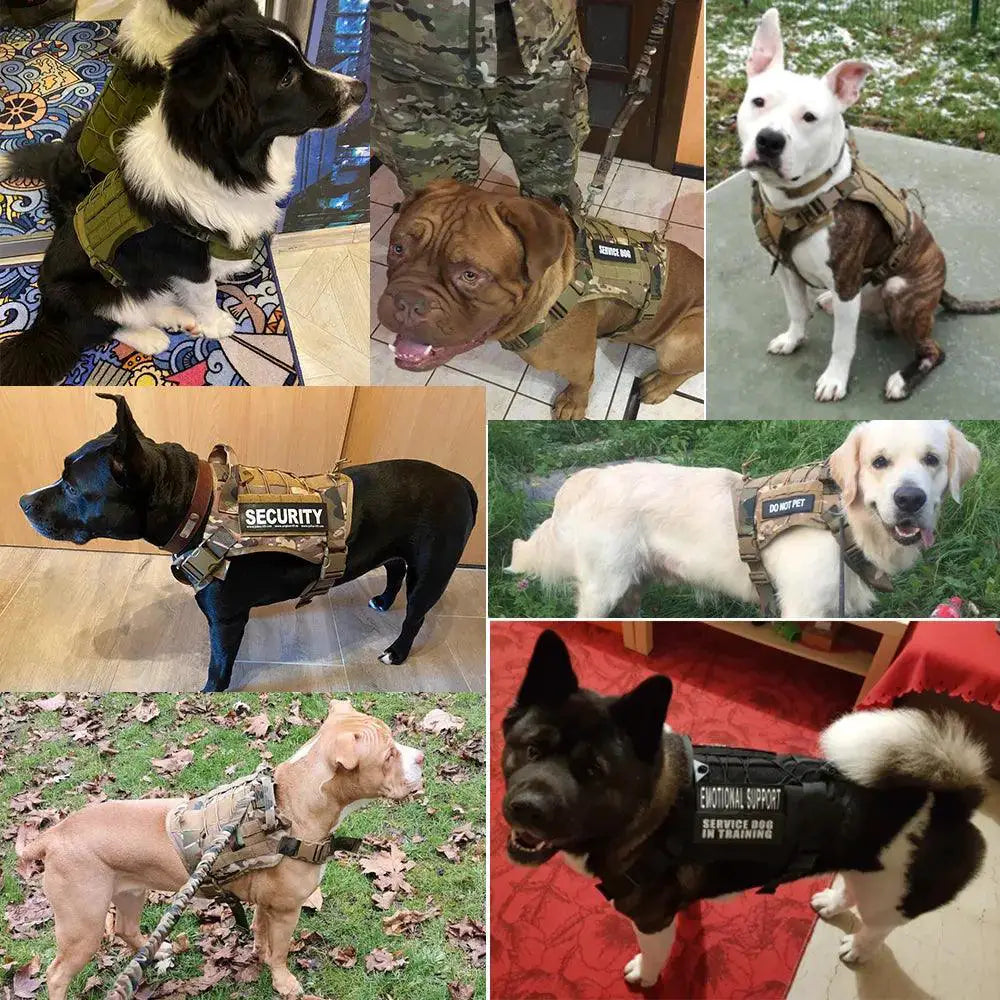 Tactical Dog Harness With Leash Set Premium Gear For Dogs
